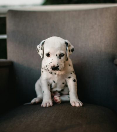 dalmatian puppy tamil nadu