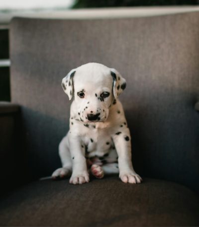 dalmatian puppy tamil nadu