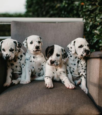 Dalmatian Puppy / Adults | White & Black
