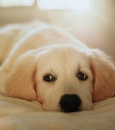 fawn labrador puppy tamil nadu with a sturdy heavy bone frame and warm honey-colored coat