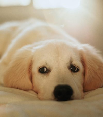 fawn labrador puppy tamil nadu with a sturdy heavy bone frame and warm honey-colored coat