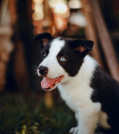 border collie puppy tamil nadu