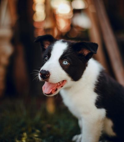 border collie puppy tamil nadu