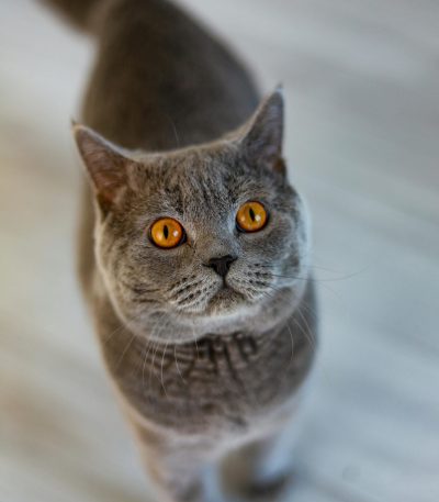 british shorthair cat tamil nadu