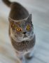 british shorthair cat tamil nadu