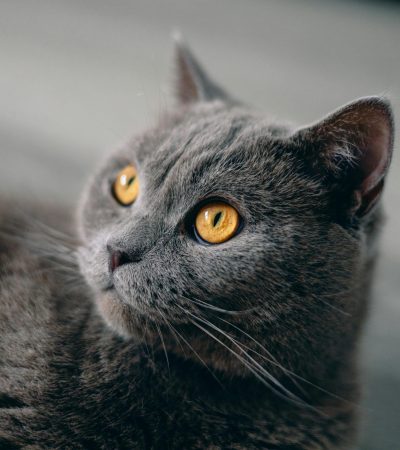 British short Hair Cat Kitten/Adult