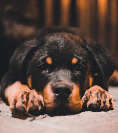rottweiler puppy tamil nadu with a broad head, heavy bone structure, and rich mahogany markings