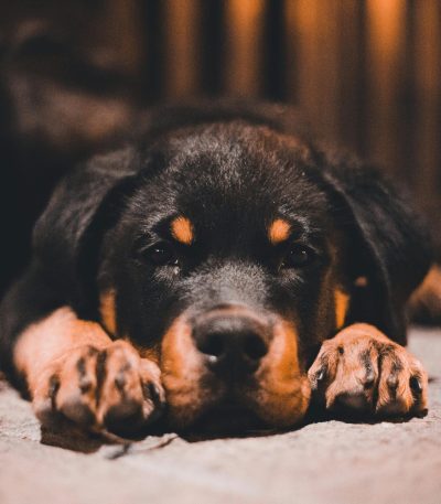rottweiler puppy tamil nadu with a broad head, heavy bone structure, and rich mahogany markings