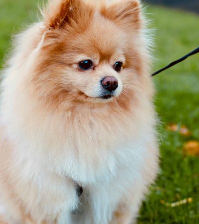 Pomeranian Puppy /Adult | White & Brown Color