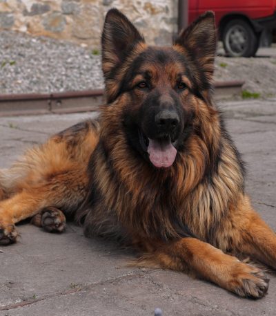 red and black german shepherd tamil nadu