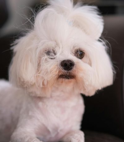 Maltese Puppy / Adult | White