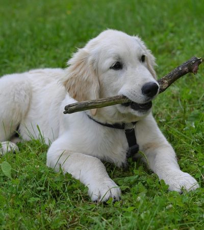 cream golden retriever tamil nadu puppy with a thick pale cream double coat and broad heavy bone structure