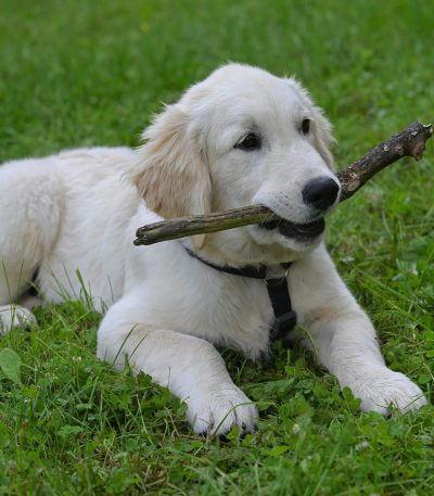 cream golden retriever tamil nadu puppy with a thick pale cream double coat and broad heavy bone structure