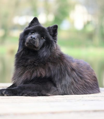 Chow Chow Puppy & Adult | Black Color