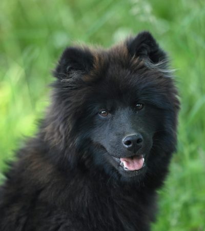 black chow chow tamil nadu