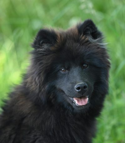 black chow chow tamil nadu