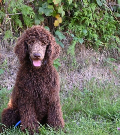 Standard Poodle Puppy