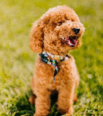 toy poodle puppy tamil nadu showing a curly apricot coat and petite frame