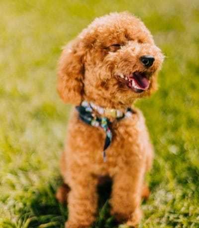 toy poodle puppy tamil nadu showing a curly apricot coat and petite frame