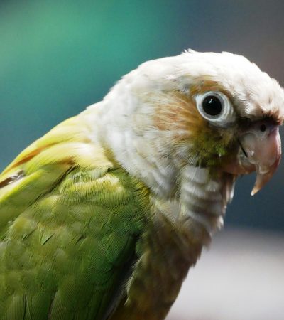 green cheek conure tamil nadu