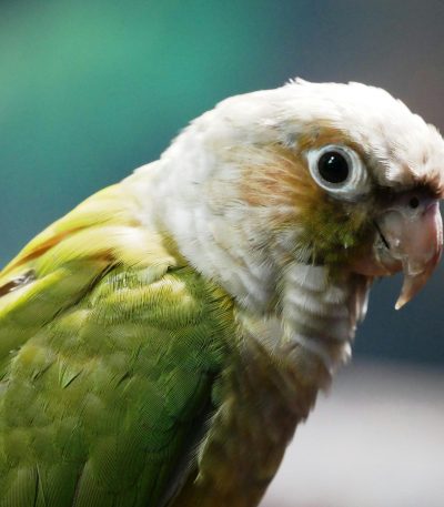 green cheek conure tamil nadu