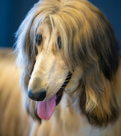 gold afghan hound tamil nadu