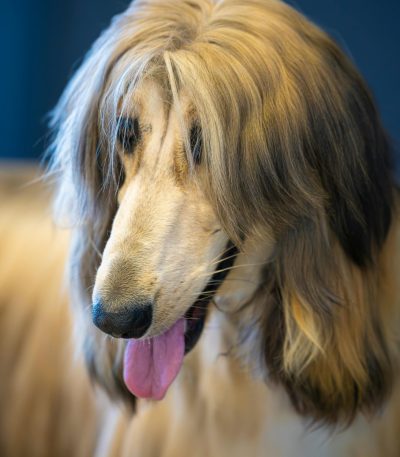 gold afghan hound tamil nadu