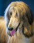 gold afghan hound tamil nadu