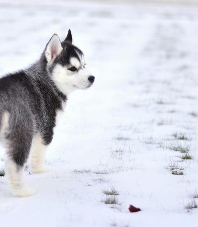Siberian Husky black & white