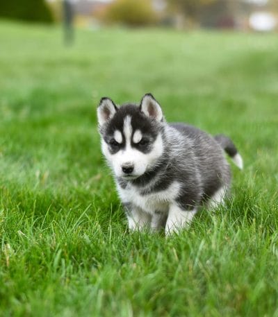 black white woolly husky tamil nadu puppy with a thick plush coat and classic mask markings