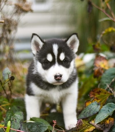 black and white brown eye husky tamil nadu puppy with a sharp mask and soulful brown eyes