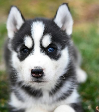 black white blue eye husky tamil nadu puppy with a sharp black mask and piercing ice-blue eyes