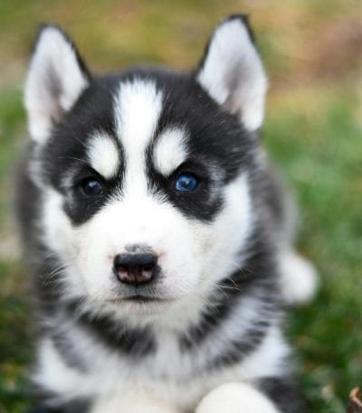 black white blue eye husky tamil nadu puppy with a sharp black mask and piercing ice-blue eyes