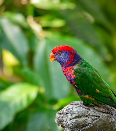 red collared lorikeet tamil nadu