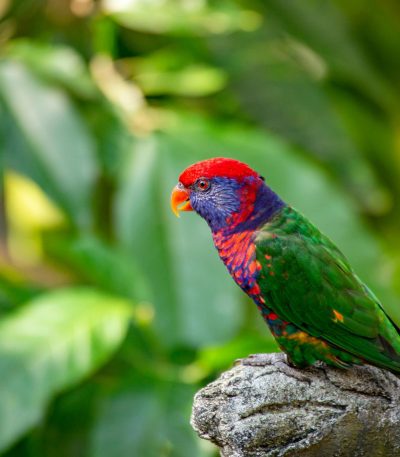 red collared lorikeet tamil nadu