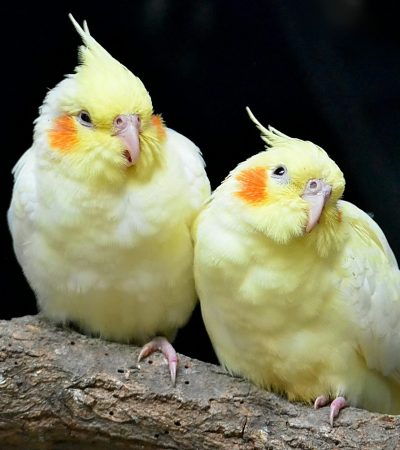 lutino cockatiel tamil nadu