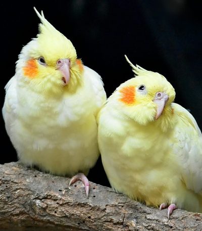 lutino cockatiel tamil nadu