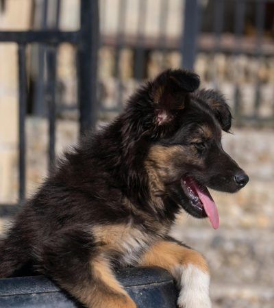 black and tan german shepherd tamil nadu