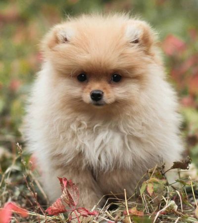 white and brown pomeranian tamil nadu puppy with a thick parti-color coat and alert expression