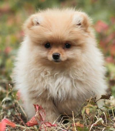 white and brown pomeranian tamil nadu puppy with a thick parti-color coat and alert expression