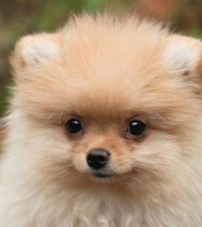 cream pomeranian puppy tamil nadu with a fluffy light cream coat and dark expressive eyes
