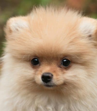 cream pomeranian puppy tamil nadu with a fluffy light cream coat and dark expressive eyes