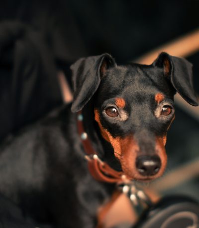 Miniature Pinscher Puppy