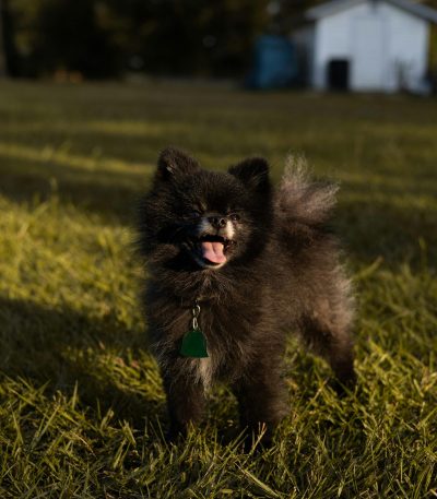 solid black pomeranian puppy tamil nadu with a shiny jet-black coat and alert, intelligent eyes