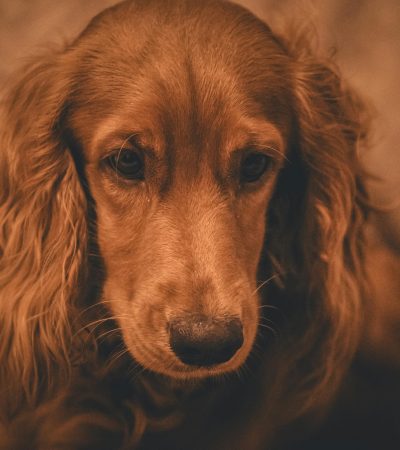brown cocker spaniel tamil nadu