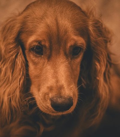 brown cocker spaniel tamil nadu
