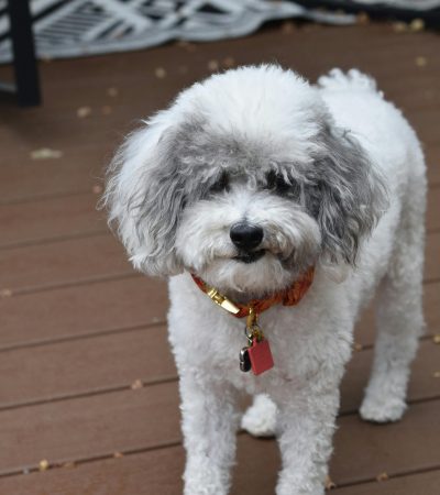 standard poodle puppy tamil nadu standing elegantly with a thick curly coat