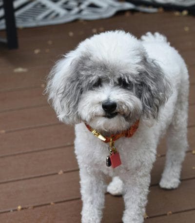 standard poodle puppy tamil nadu standing elegantly with a thick curly coat
