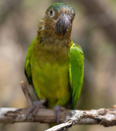 Pineapple Headed Conure