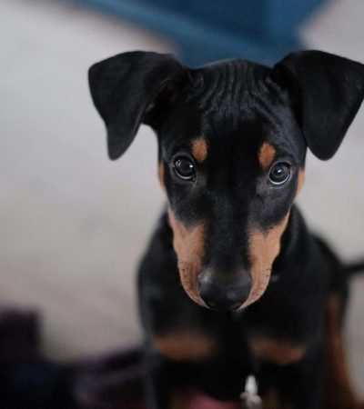 muscular european doberman puppy Tamil Nadu puppy with sleek black and tan markings at Pets Online